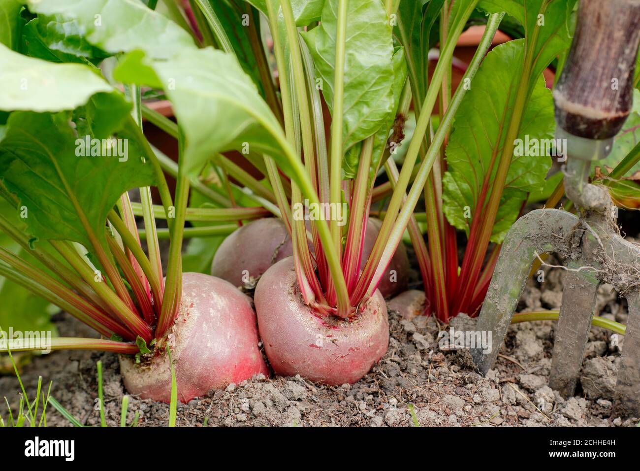 Beta vulgaris 'Chioggia'. Raccolta barbabietola in un giardino posteriore trama vegetale. Foto Stock