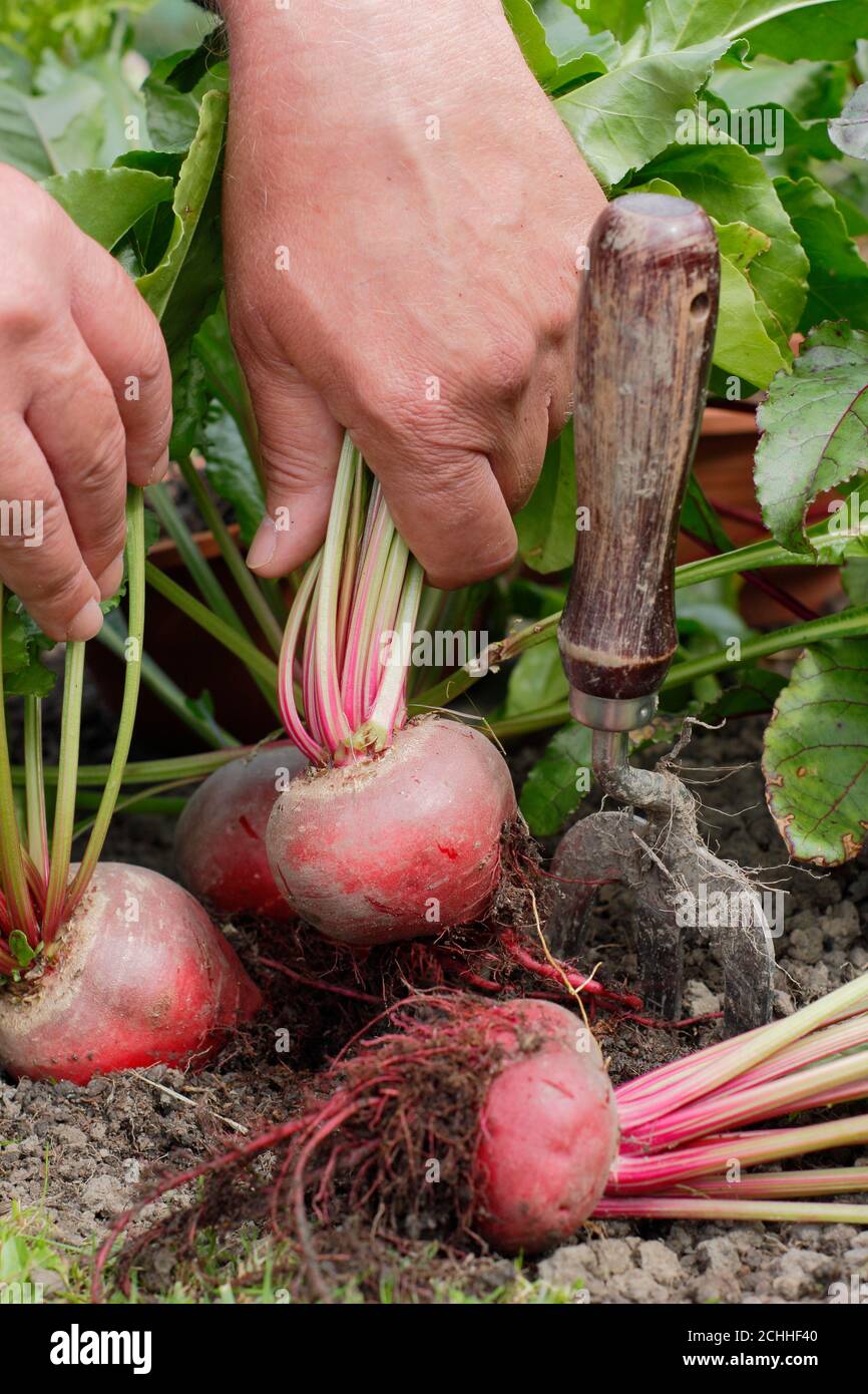 Beta vulgaris 'Chioggia'. Raccolta barbabietola in un giardino posteriore trama vegetale. Foto Stock