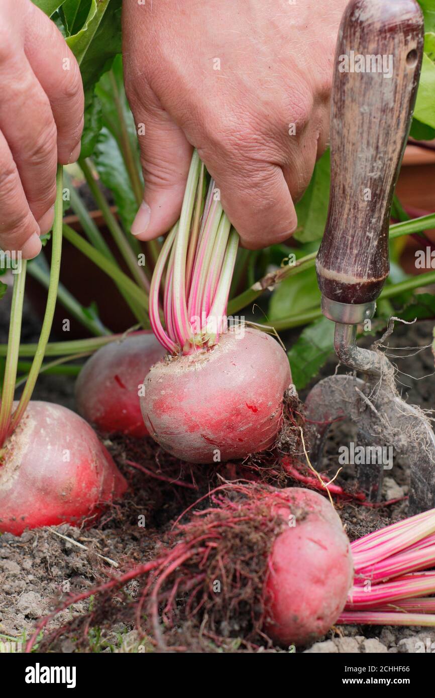 Beta vulgaris 'Chioggia'. Raccolta barbabietola in un giardino posteriore trama vegetale. Foto Stock