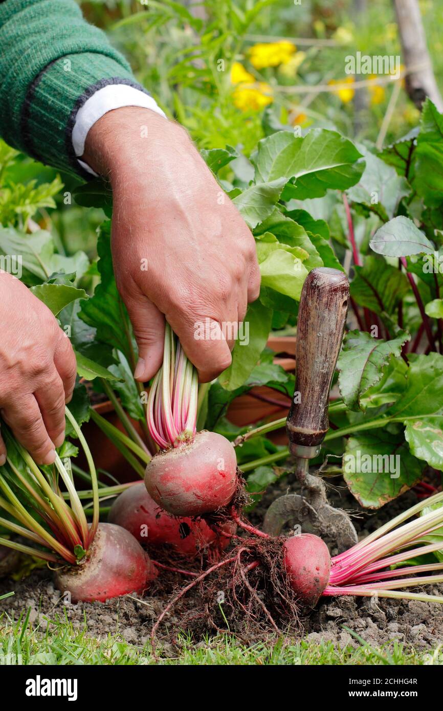 Beta vulgaris 'Chioggia'. Raccolta barbabietola in un giardino posteriore trama vegetale.. REGNO UNITO Foto Stock