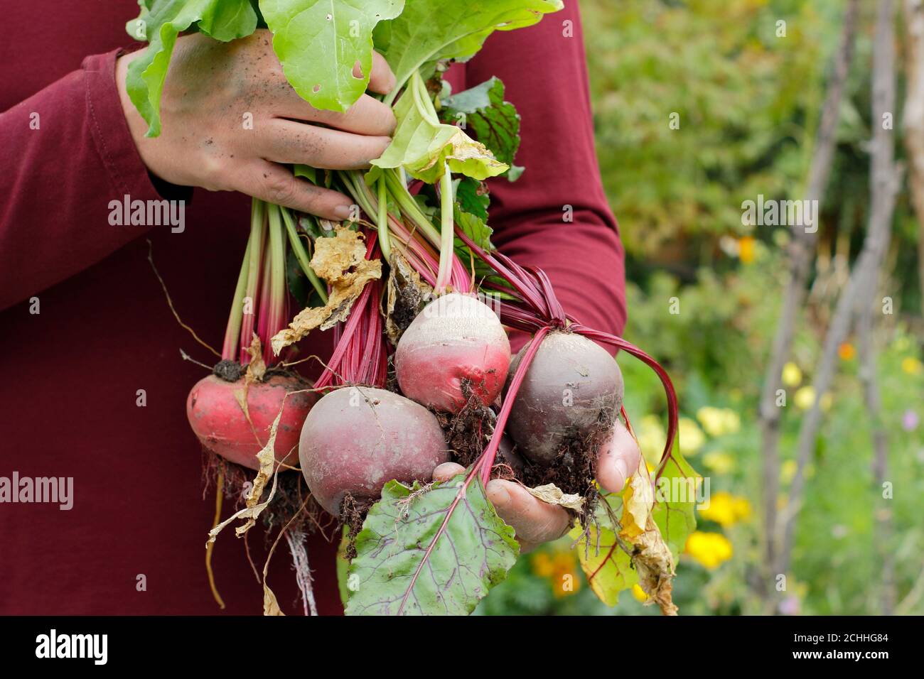 Beta vulgaris. Giardiniere che tiene appena raccolto barbabietola organica coltivata in un terreno vegetale di giardino posteriore (nella foto). REGNO UNITO Foto Stock