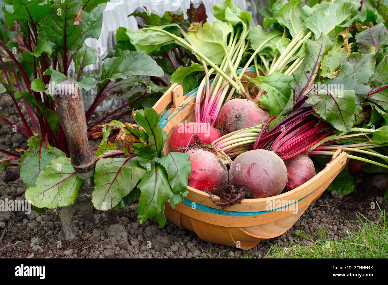 Beta vulgaris. Chioggia e vitardy barbabietola organica coltivata in un terreno vegetale di giardino posteriore (nella foto) durante la pandemia di Covid. REGNO UNITO Foto Stock