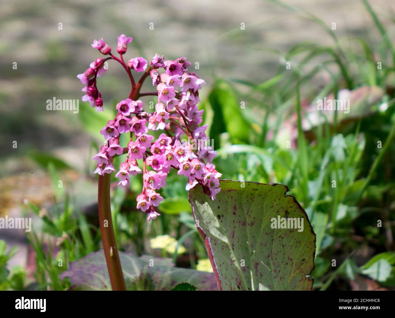 Crassifolia di Bergenia. I nomi comuni per la specie includono la bergenia senza cuore, il badan, il tè Siberiano e il tè mongolo. Foto Stock