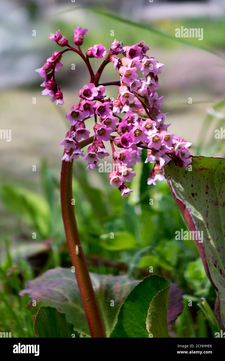 Crassifolia di Bergenia. I nomi comuni per la specie includono la bergenia senza cuore, il badan, il tè Siberiano e il tè mongolo. Foto Stock