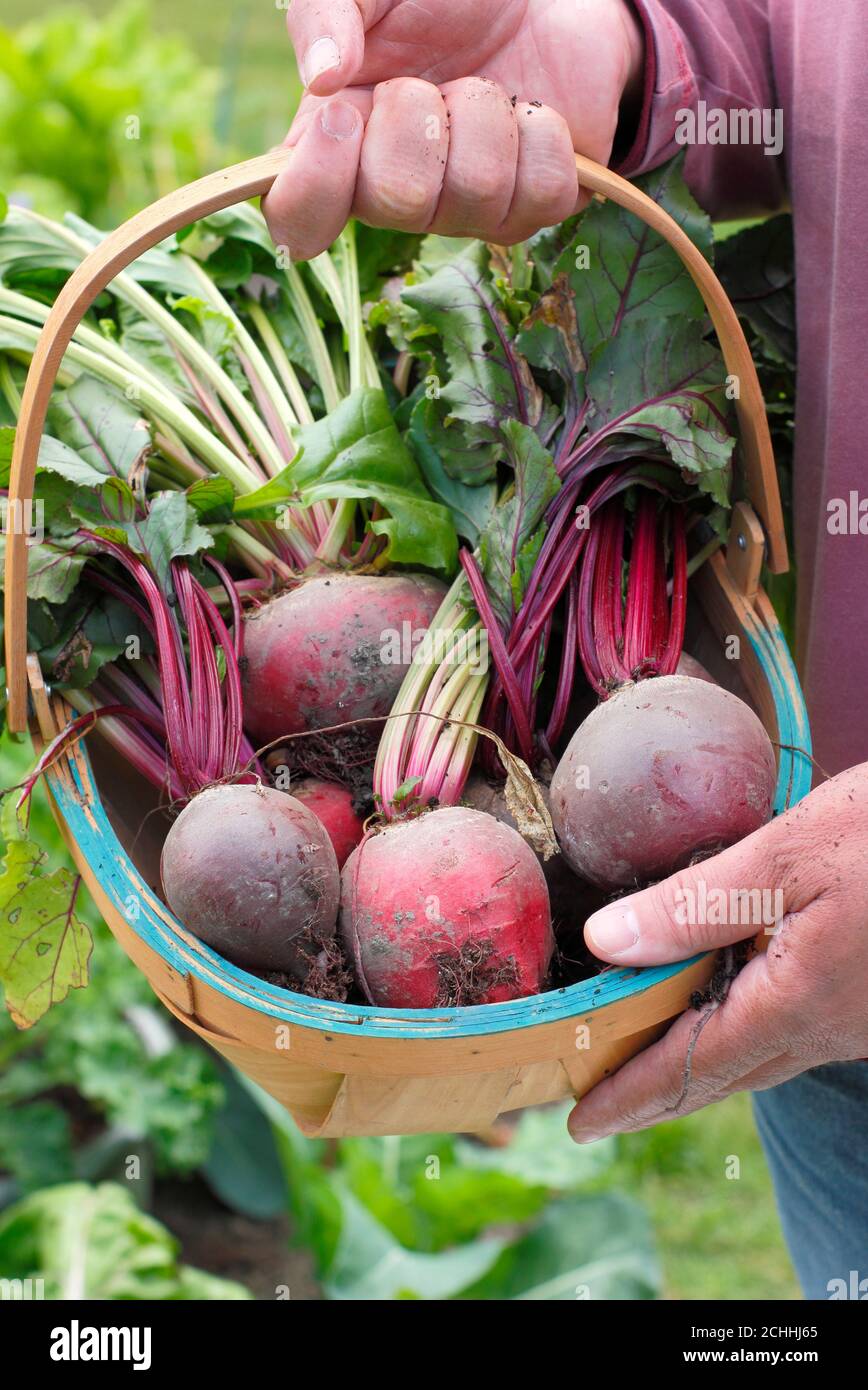 Beta vulgaris. Radica di 'Chioggia' e 'Boltardy' appena raccolta in un trug cresciuto in un giardino posteriore (nella foto) durante la pandemia di Covid. REGNO UNITO Foto Stock