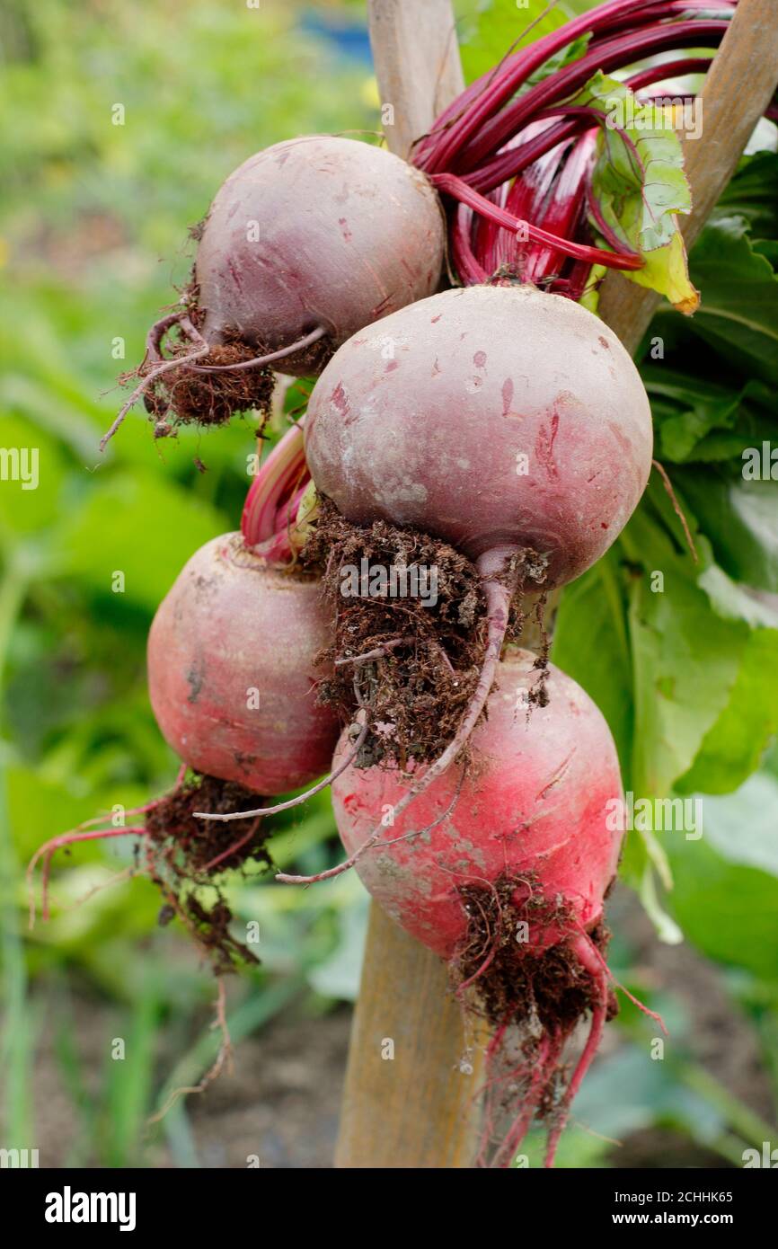 Beta vulgaris 'Chioggia' e 'Boltardy'. Barbabietola appena raccolta su un manico di vanga in un giardino posteriore lockdown terreno di veg. REGNO UNITO Foto Stock