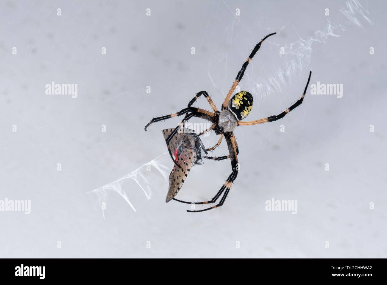 Ragno comune del giardino con la mosca della lanterna macchiata della preda, Pennsylvania, Stati Uniti Foto Stock