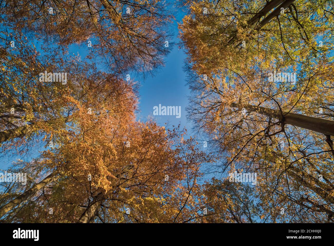 Illustrazione ambientale con caduta delle foglie autunnali, fogliame lussureggiante e alberi che si raggiungono per il cielo in Jaegersborg Dyrehave. Copenaghen Foto Stock