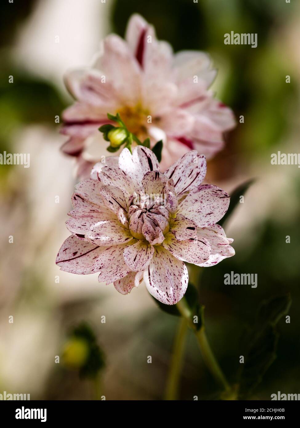 bella dahlia all'aperto nel garcen Foto Stock