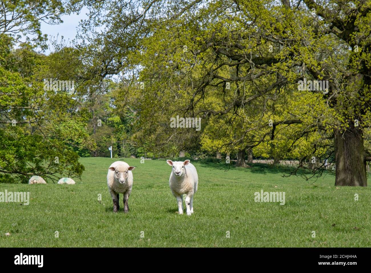 Agnelli primaverili in un campo a Gumley, Leicestershire, Inghilterra. Foto Stock