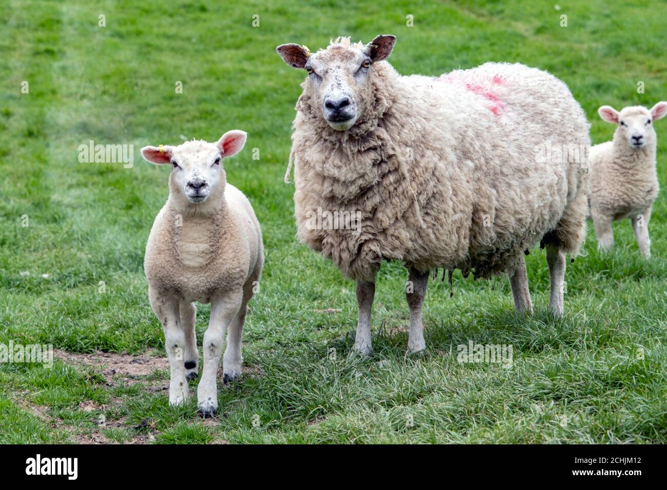 Una pecora e i suoi agnelli in un campo di Leicestershire in primavera, Inghilterra, Regno Unito Foto Stock