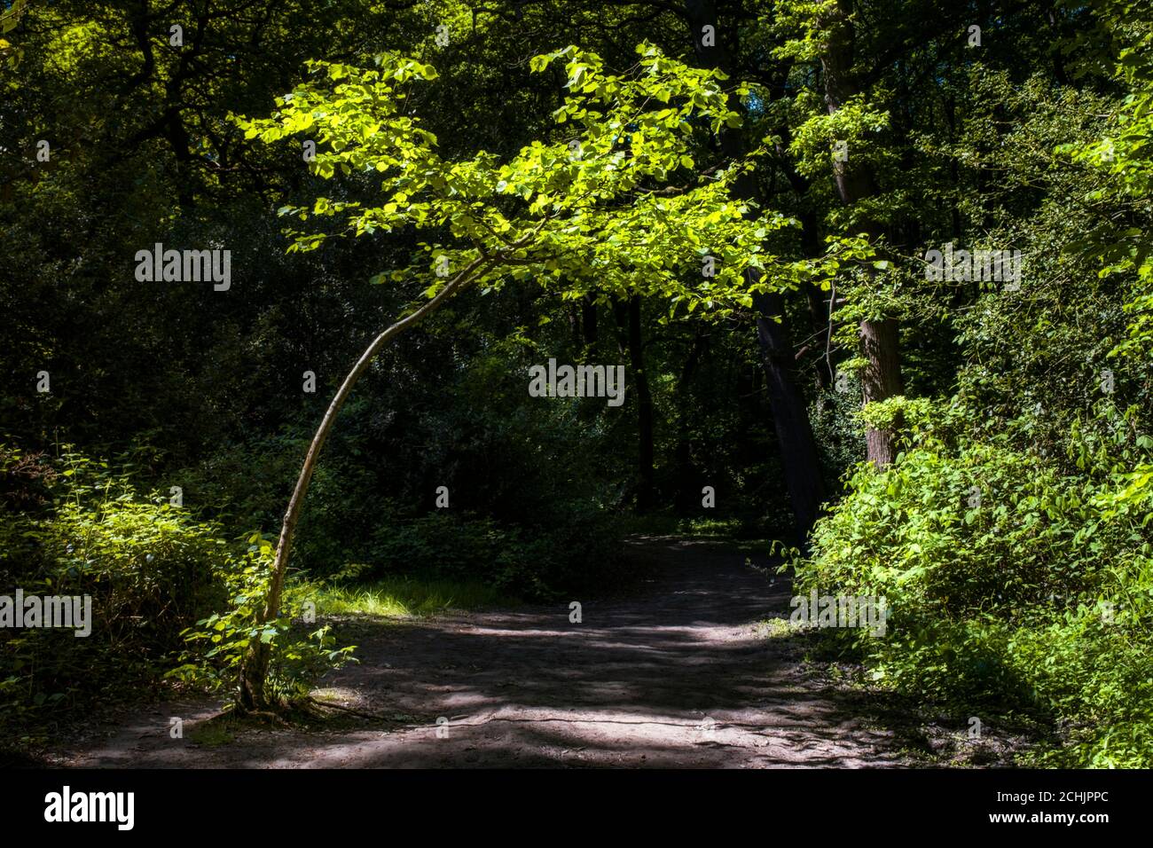 Luce solare primaverile che splende attraverso gli alberi a Swhyland Wood, Leicestershire, Inghilterra Foto Stock