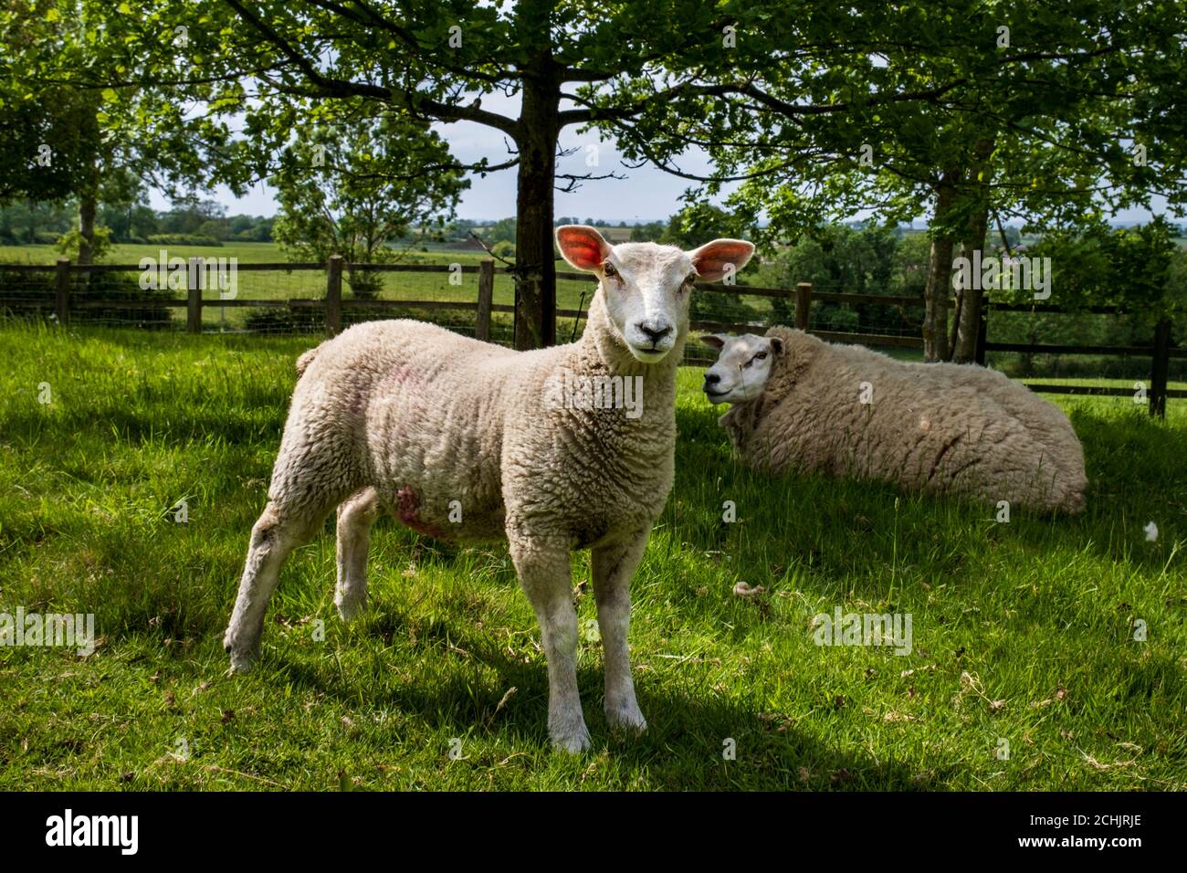 Una pecora e il suo agnello in un campo vicino a Saddam, Leicestershire, Inghilterra, Regno Unito Foto Stock