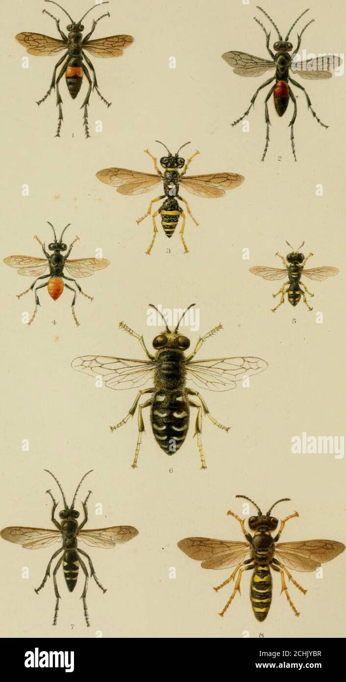 . Sugli istinti e sulle abitudini delle vespe solitarie . 2 CAPITOLO IV.i bagni per la notte {Crabro stirpicola) . 46 CAPITOLO V. due cacciatori di ragni [Salhcs conicus e Aporus fasciatus] ......... 53 CAPITOLO VI.An insediamento delle isole [Bembex spinolae] ... 58 CAPITOLO VII.il piccolo Flycatcher [Oxybelus quadrinotatus] . 73 CAPITOLO VIII. Il legno-Borers [Trypoxylon albopilosum e Trypoxy- lon rubbrocincturn^ . . . . 77 CAPITOLO IX.i cacciatori di Bug (^Astata unicolor e Astata bicolore). 88 CONTENUTO di iv. CAPITOLO X. pagina. I Diodonti ........ 99 CAPITOLO XI.alcuni digger di grave [Cerceris e Pfiilanthus] Foto Stock