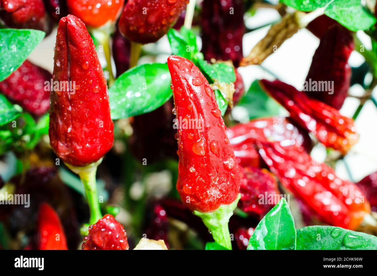 peperoni rossi Foto Stock