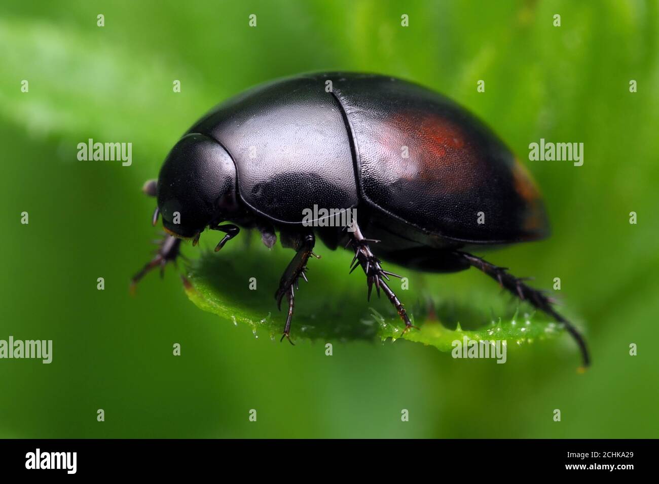 Sphaeridium sp. Beetle a riposo su foglia di pianta Foto Stock