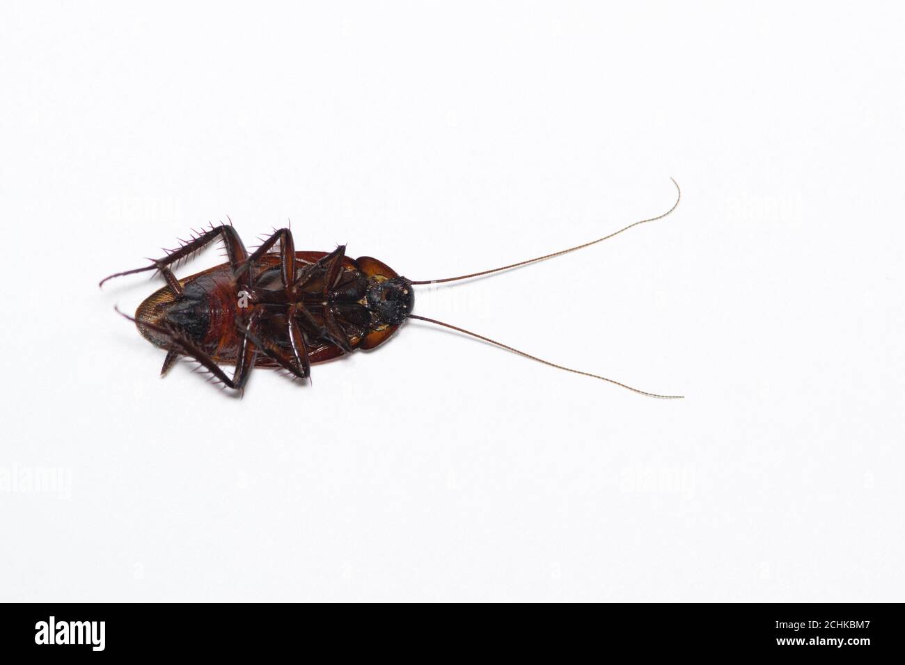 American Cockroach morto sulla sua schiena isolato su uno sfondo bianco semplice con spazio per il testo, formato piatto macro. Immagine scattata a Houston, Texas. Foto Stock