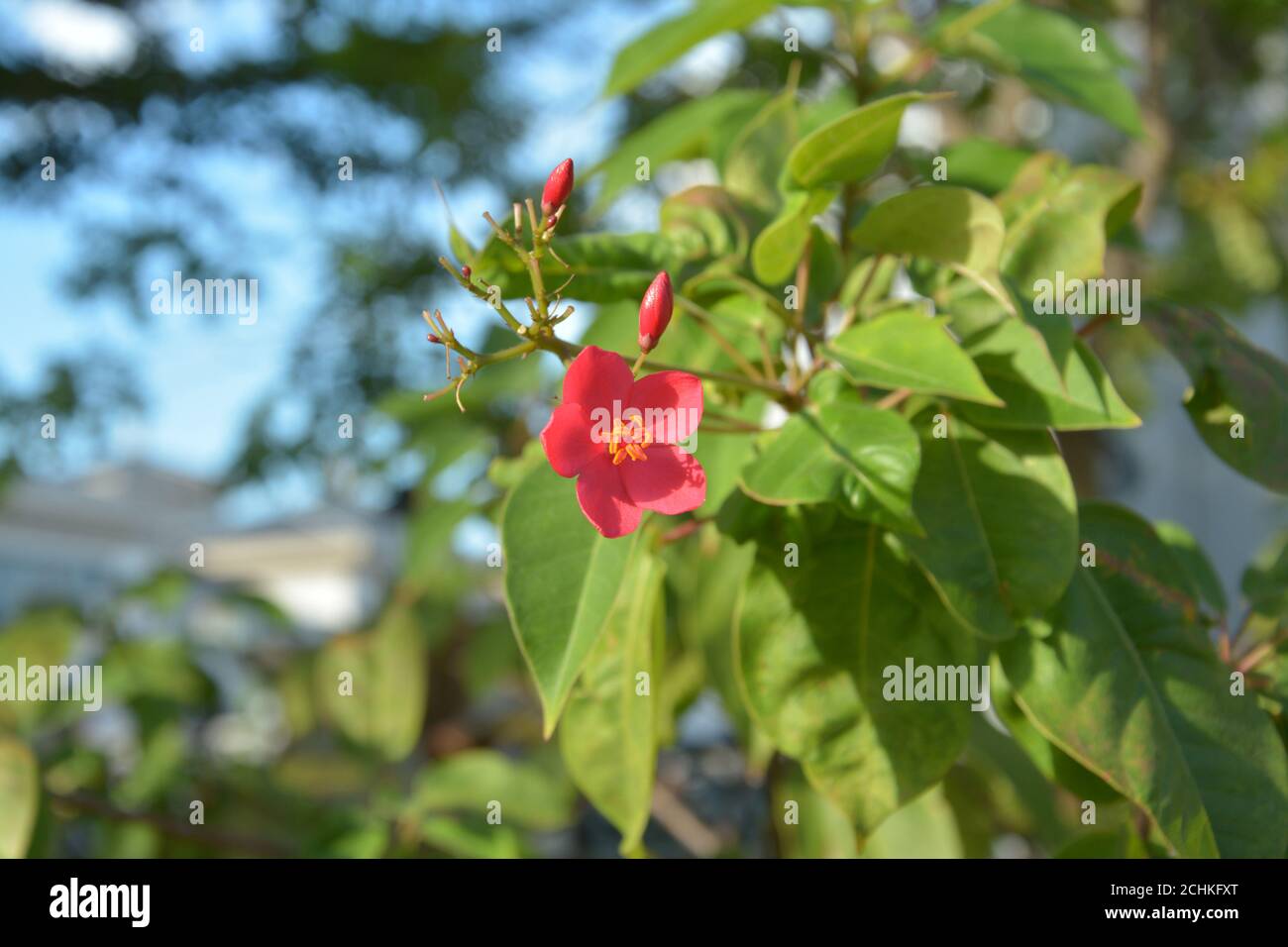 una jatropha rossa integerrima fiorisce con le gemme al mattino soleggiato nel giardino Foto Stock