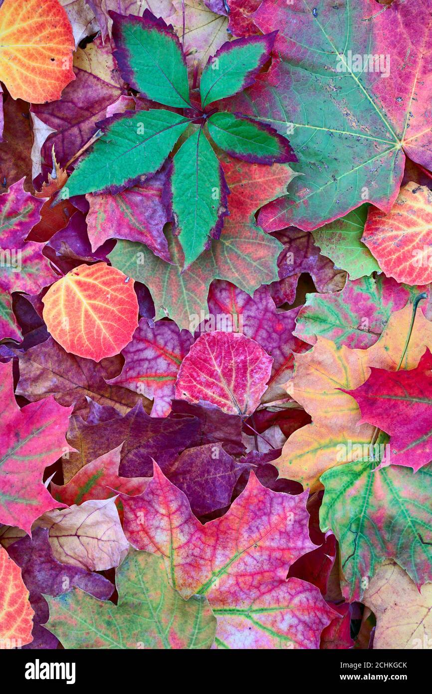 Creative top view colore autunno foglie di acero, tiglio, Partenocissus come sfondo con spazio di copia in stile minimo, modello per lettere, t Foto Stock