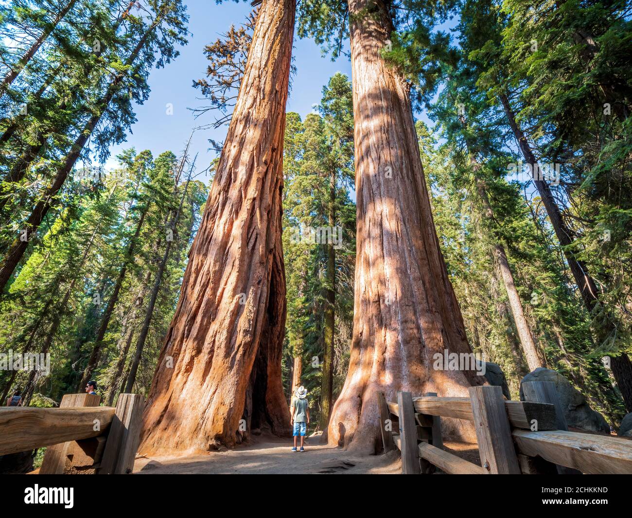 Sequoie giganti alberi nella Foresta Gigante del Parco Nazionale delle sequoie nella California degli Stati Uniti Foto Stock