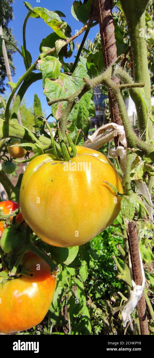 pomodoro verde coltivato come hobby dell'orticoltura Foto Stock