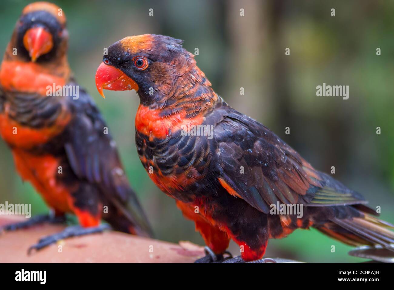 Il pappagallo (Pseudeos fuscata) è una specie di pappagallo della famiglia Psittaculidae. Si trova in Nuova Guinea e nelle isole offshore. Foto Stock