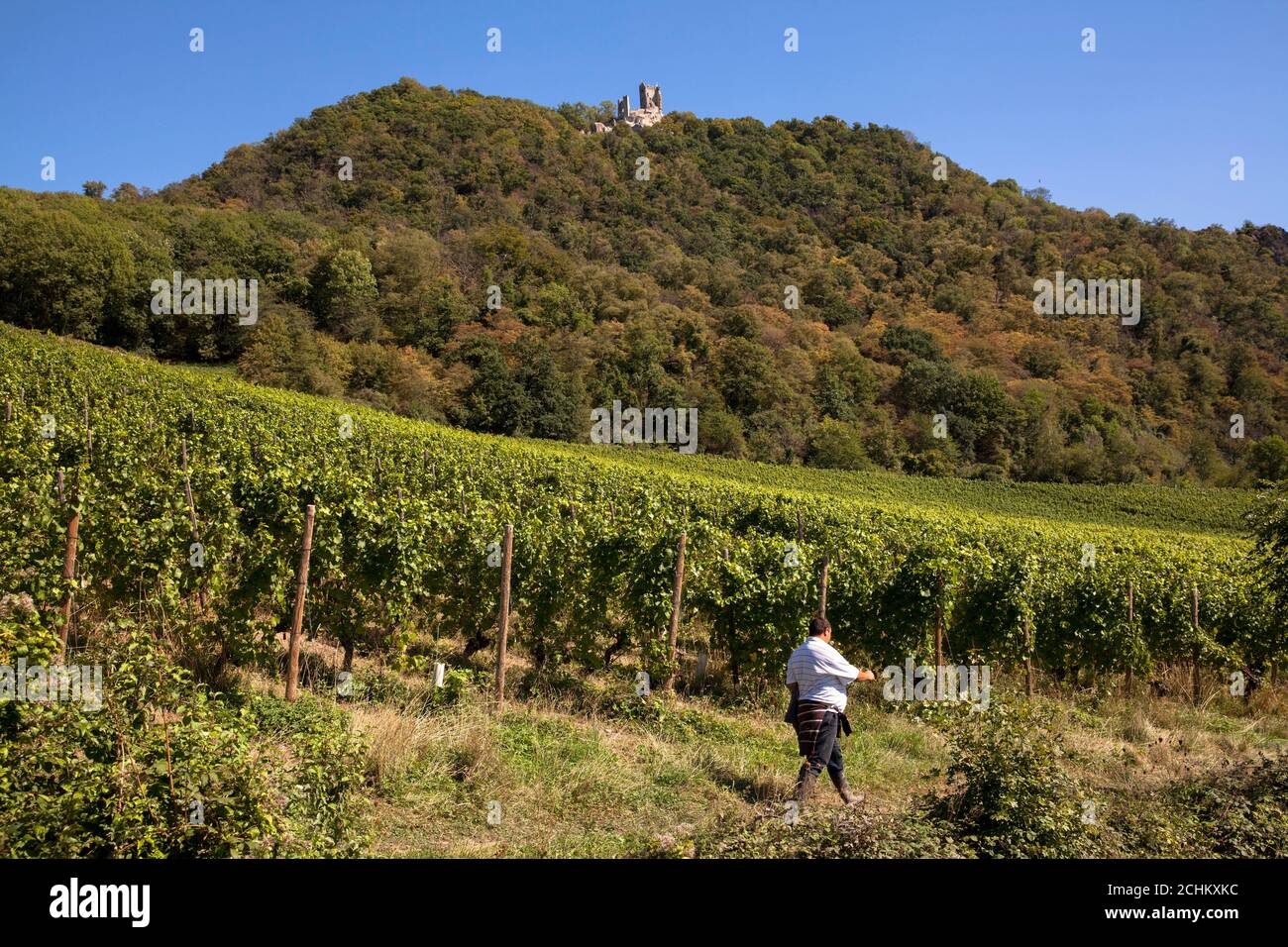 Viticoltura sulla collina di Drachenfels tra Koenigswinter e Bad Honnef, rovina del castello di Drachenfels, Nord Reno-Westfalia, Germania. Weinanbau Foto Stock