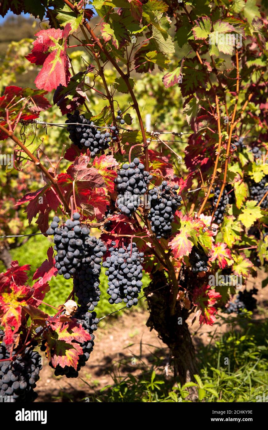 Viticoltura sulla collina di Drachenfels tra Koenigswinter e Bad Honnef, uve da vino rosso, Renania settentrionale-Vestfalia, Germania. Weinanbau am Drachenfels Foto Stock