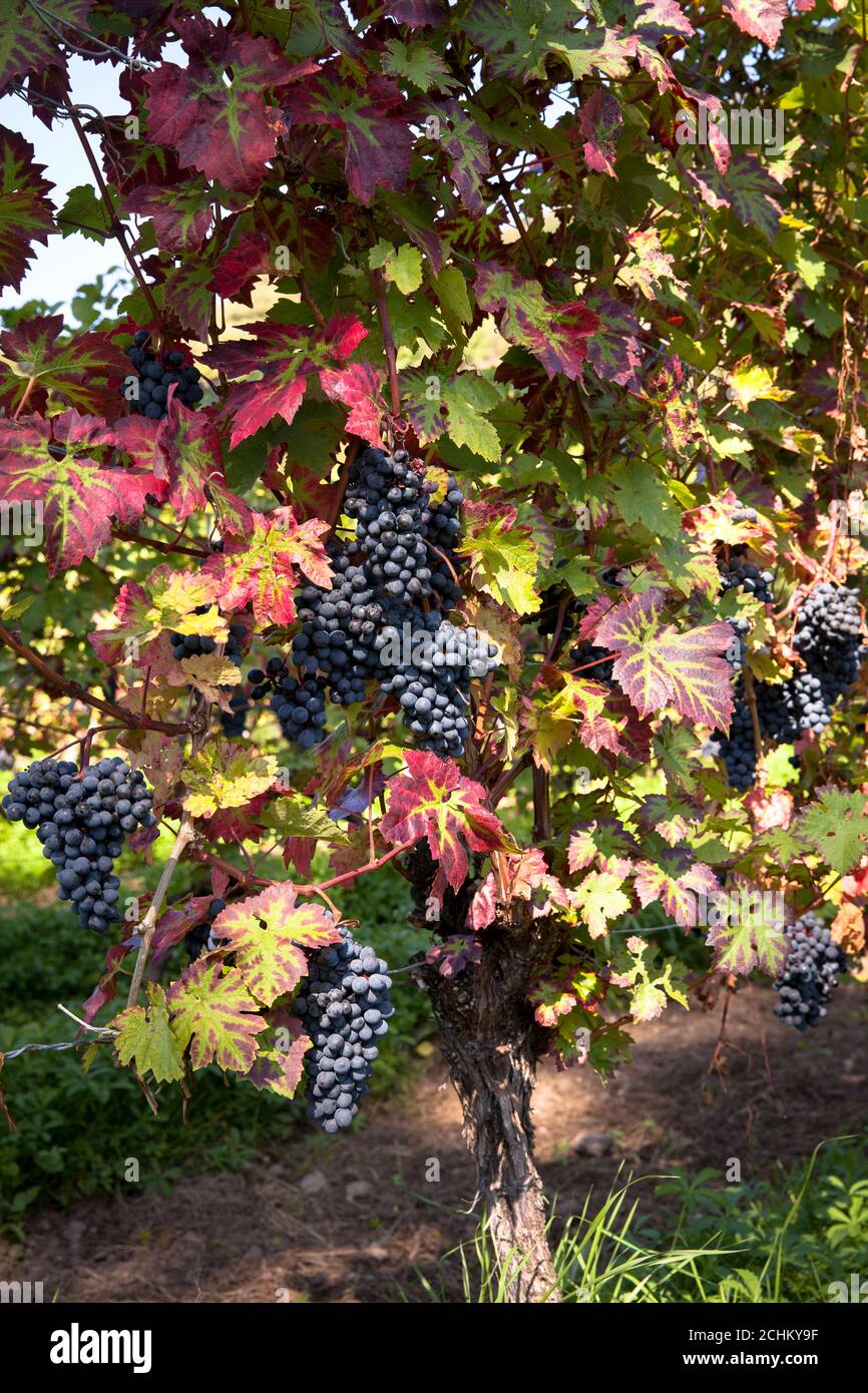 Viticoltura sulla collina di Drachenfels tra Koenigswinter e Bad Honnef, uve da vino rosso, Renania settentrionale-Vestfalia, Germania. Weinanbau am Drachenfels Foto Stock