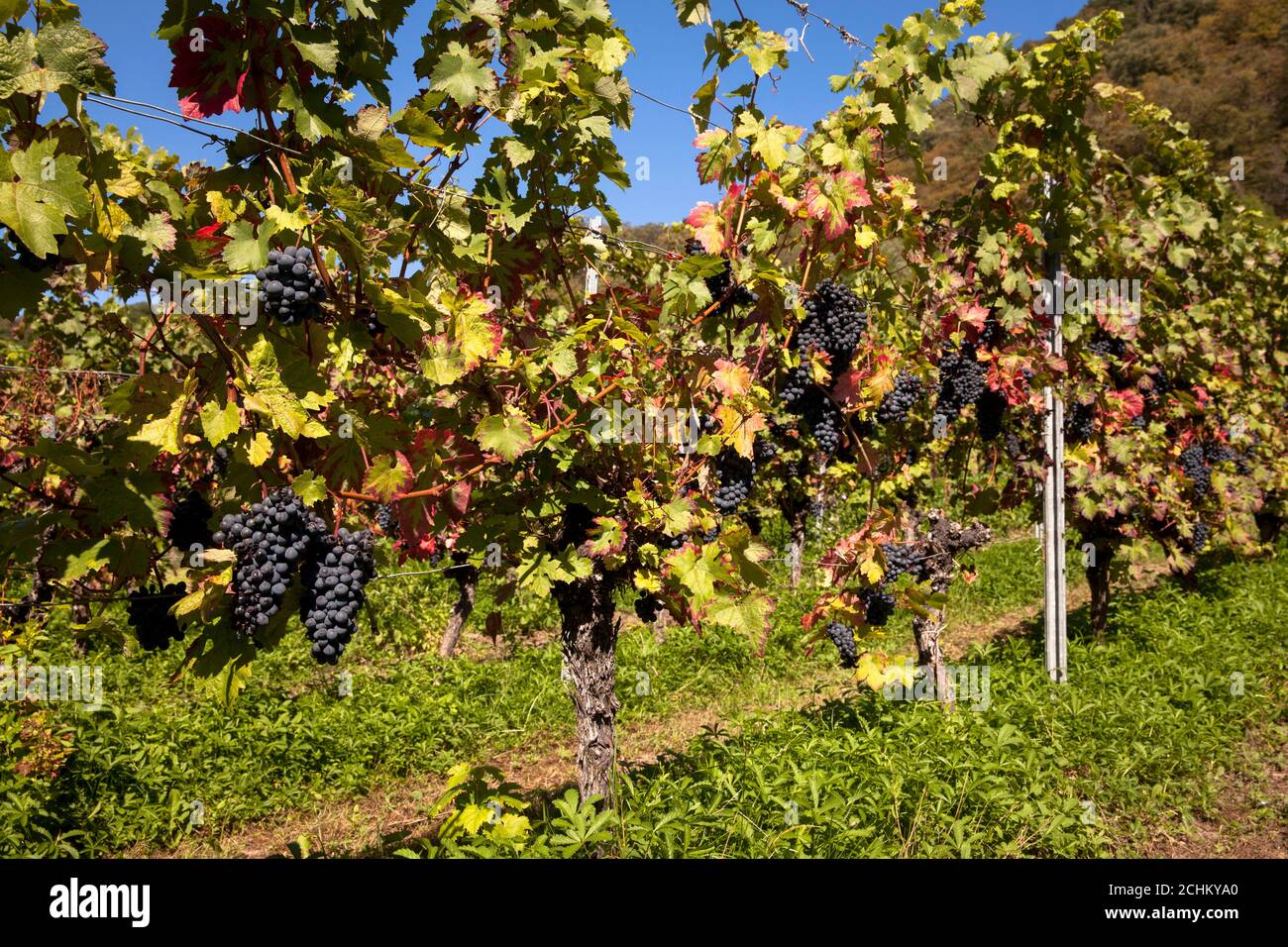 Viticoltura sulla collina di Drachenfels tra Koenigswinter e Bad Honnef, uve da vino rosso, Renania settentrionale-Vestfalia, Germania. Weinanbau am Drachenfels Foto Stock