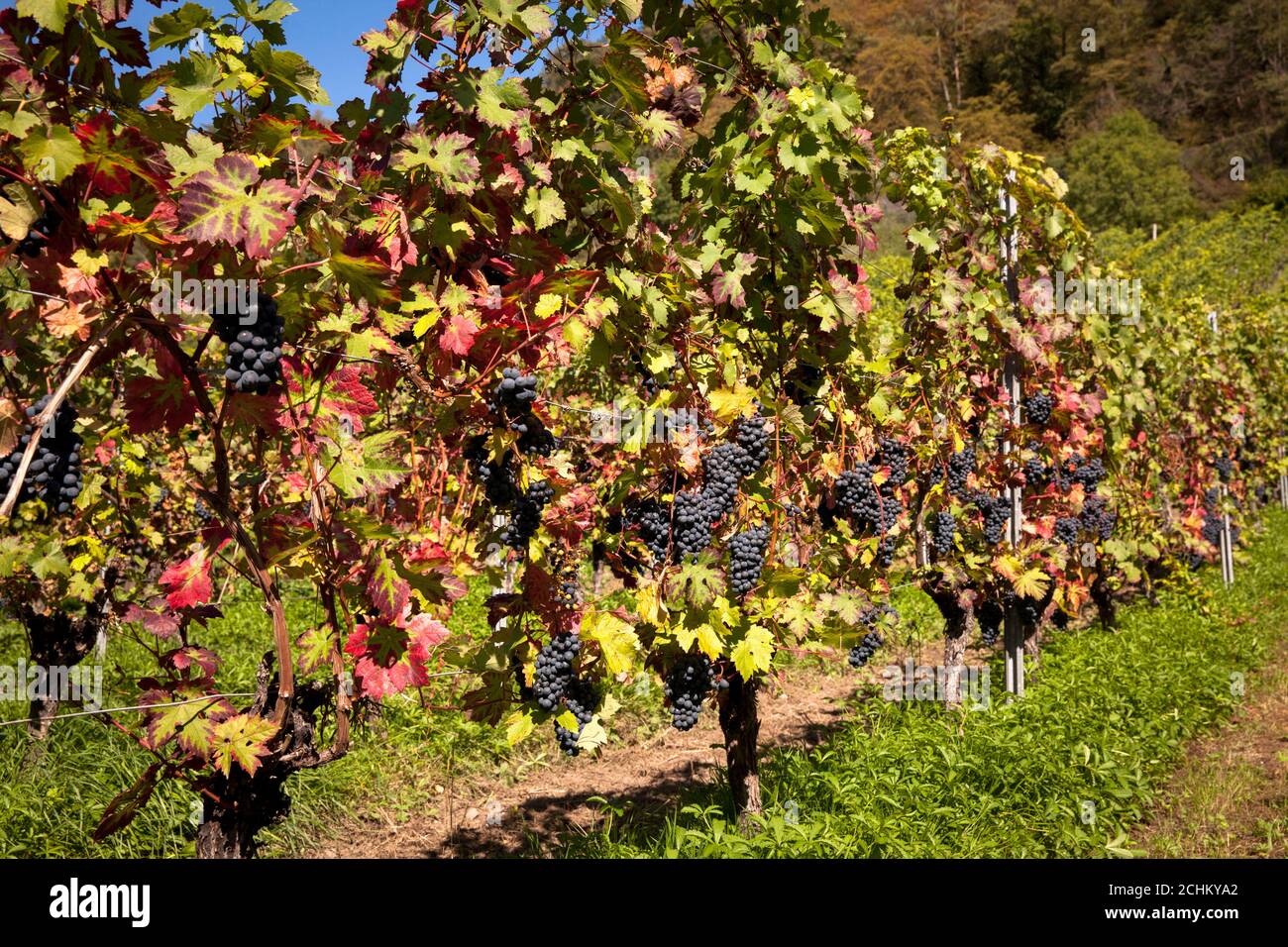 Viticoltura sulla collina di Drachenfels tra Koenigswinter e Bad Honnef, uve da vino rosso, Renania settentrionale-Vestfalia, Germania. Weinanbau am Drachenfels Foto Stock