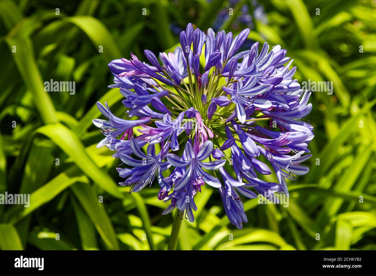Giglio africano, Agapanthus africanus, grappolo, fiori viola blu,  rizomatous, giglio del Nilo, natura; Bermuda Foto stock - Alamy