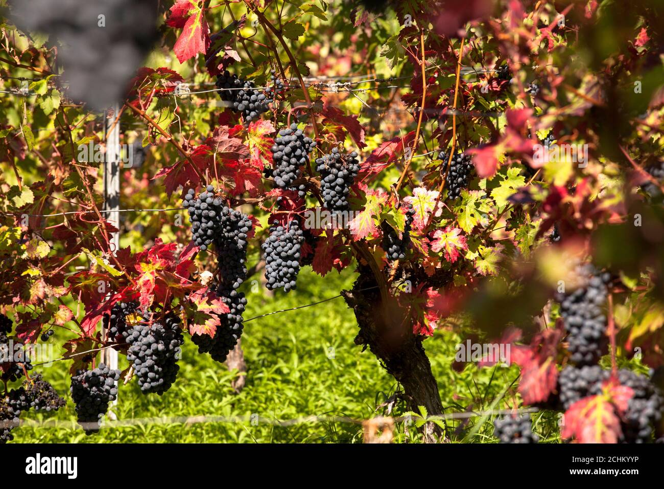 Viticoltura sulla collina di Drachenfels tra Koenigswinter e Bad Honnef, uve da vino rosso, Renania settentrionale-Vestfalia, Germania. Weinanbau am Drachenfels Foto Stock
