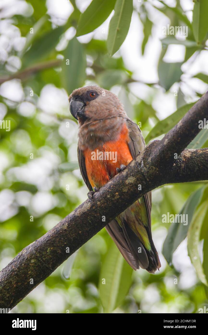 Il pappagallo rosso (Poicephalus rufiventris) è un pappagallo africano. È un pappagallo per lo più verdastro e grigio. Foto Stock