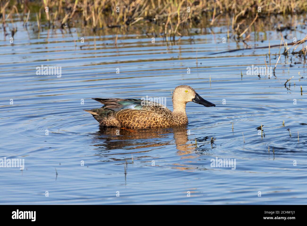 Male Cape Shoveler o Cape Shoveler (Anas smithii) Rietvlei Wetland Reserve, Table Bay Nature Reserve, Western Cape Sud Africa, dabbling anatra Foto Stock