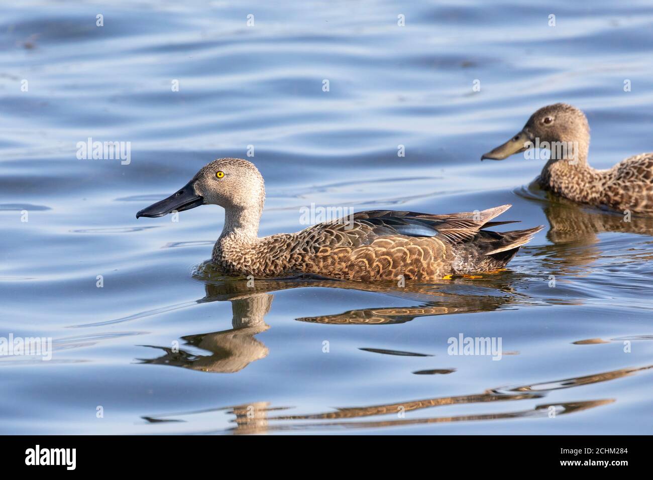 Allevamento maschile Cape Shoveler, Cape Shoveler (Anas smithii) Rietvlei Wetland Reserve, Table Bay Nature Reserve, Città del Capo, Capo Occidentale, Sud Africa Foto Stock