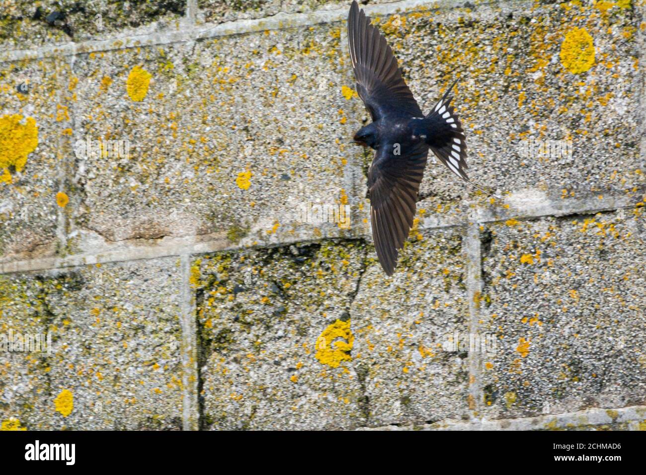 Una deglutire (Hirundo rustica) in volo Foto Stock