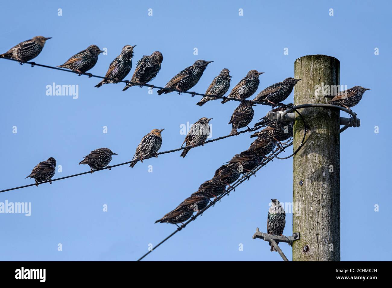 Starling comune (Sturnus vulgaris) Foto Stock