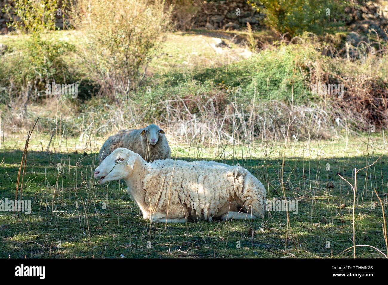 Pecore bianche che riposano in un campo a Cáceres, Estremadura, Spagna Foto Stock