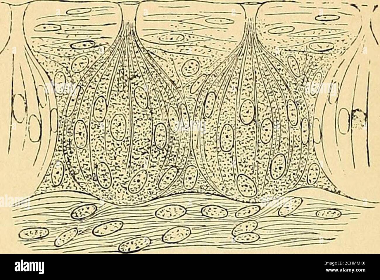 . Un testo-libro di fisiologia comparativa per studenti e professionisti della medicina comparativa (veterinaria) . Fig. 421. Fig. 483. Fig. 421.-papilla circumvallata di medie dimensioni (dopo Sappcv). Fig. 422.-vari tipi di papille dopo Sappey). 1. fungiforme; 2. 3,4. 5 6 filiformi-7, papille emisferiche. Con quelle di comune sensazione, temperatura, ecc. e che i nostri giudizi devono, nella natura del caso, essere basati su 37 578 FISIOLOGIA COMPARATIVA altamente. Dati complessi, anche lasciando fuori conto altri sensi, tale asvisione. Il glosso-faringeo è il nervo principale per la schiena del t Foto Stock