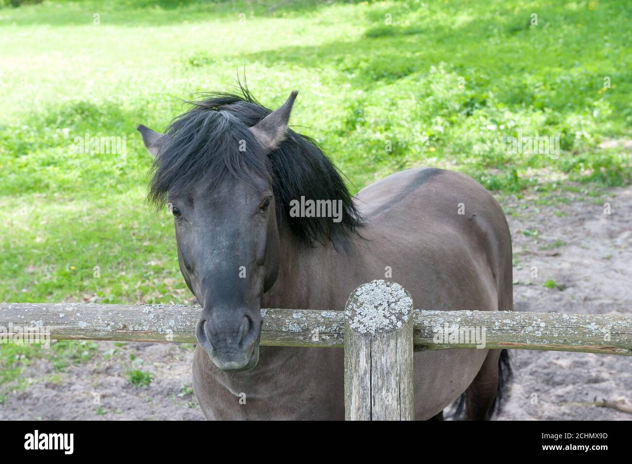 Polacco cavallo primitivo (konik), Zwierzyniec, Regione Roztocze, Lublino voivodato, Polonia Foto Stock