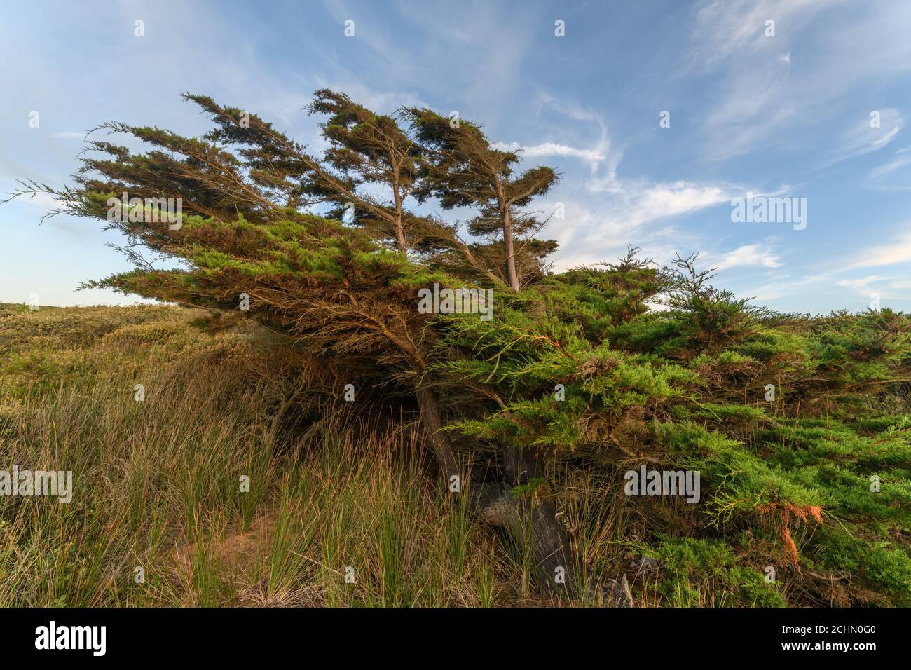 Cedro albero piegato dal vento in un paesaggio costiero vicino l'oceano atlantico in Francia. Foto Stock