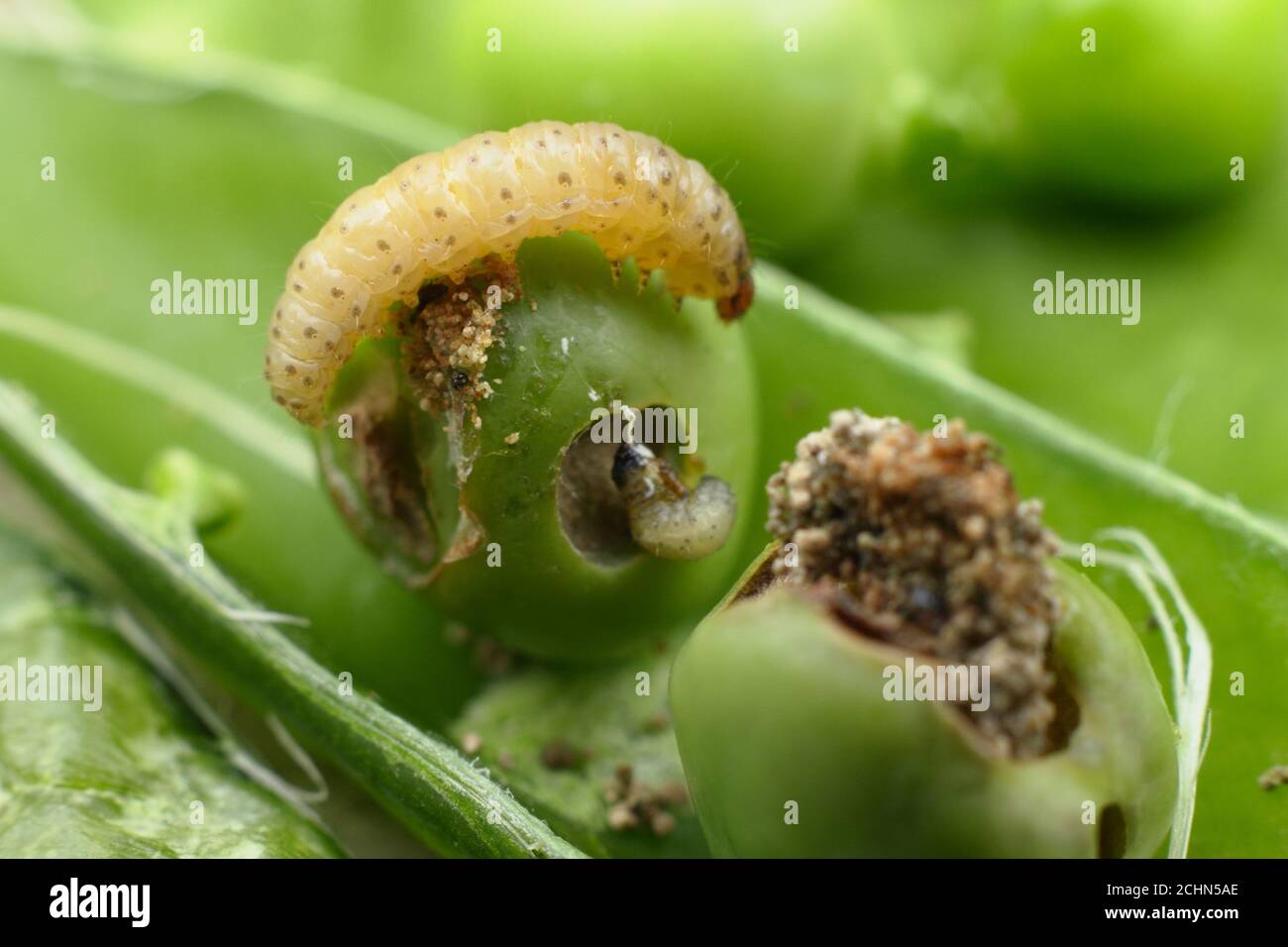 Larve di Cidia nigricana in un pod di piselli. Pea Moth caterpillar e frass in piselli danneggiati Foto Stock