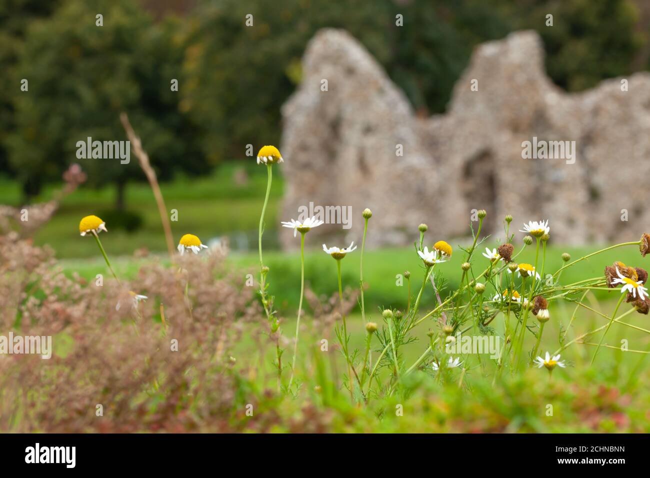 Britain's Heritage Concept - fiori selvatici che crescono lungo le mura di monumento antico, Castello Acre Priorato, Norfolk, Gran Bretagna. Sfocatura dello sfondo Foto Stock