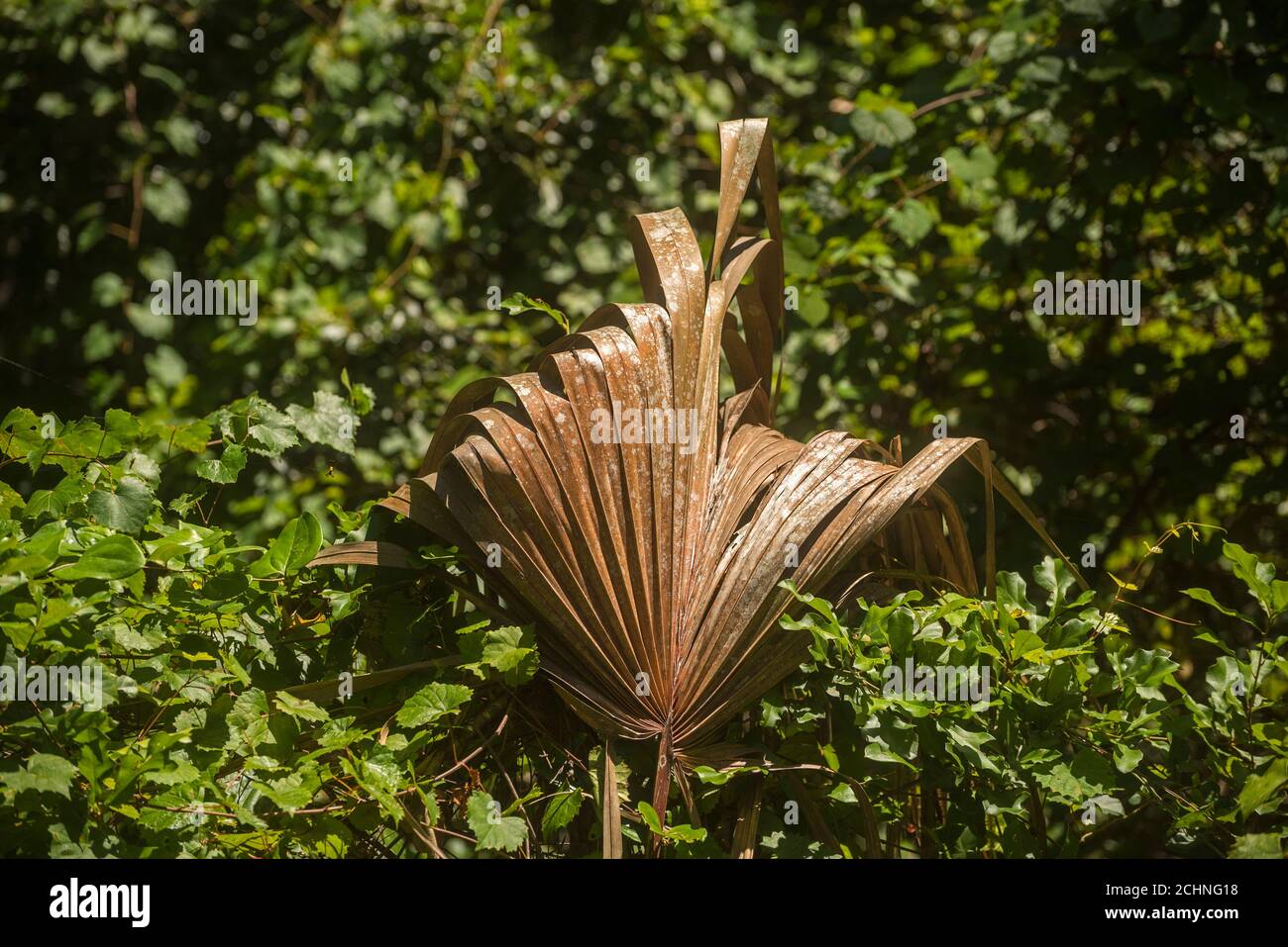 Il fronte dell'albero delle palme Sabal che è morto e caduto fuori dalla chiocciola dell'albero in una scena dei boschi della Florida centrale del nord. Foto Stock