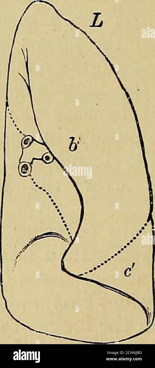 . Elementi anatomici di Quain . Fig. 438.-delineare op i polmoni prom prima (dopo il suo). | R, polmone destro ; L, polmone sinistro ; a, h, c, lobo superiore, medio e inferiore del polmone destro;h, c, lobi superiore e inferiore del polmone sinistro. Le fessure sono indicate da linee tratteggiate. Alla parte posteriore del bordo anteriore, è la radice, dove i bronchiei grandi vasi si uniscono al polmone. Il polmone sinistro è diviso in due lobi da una fessura di forte e ^qq^, che penetra obliquamente verso l'alto e verso l'interno dalla superficie esterna entro una breve distanza dalla radice. Il lujjper lole è il più piccolo, ed è irregolarmente conico, Foto Stock