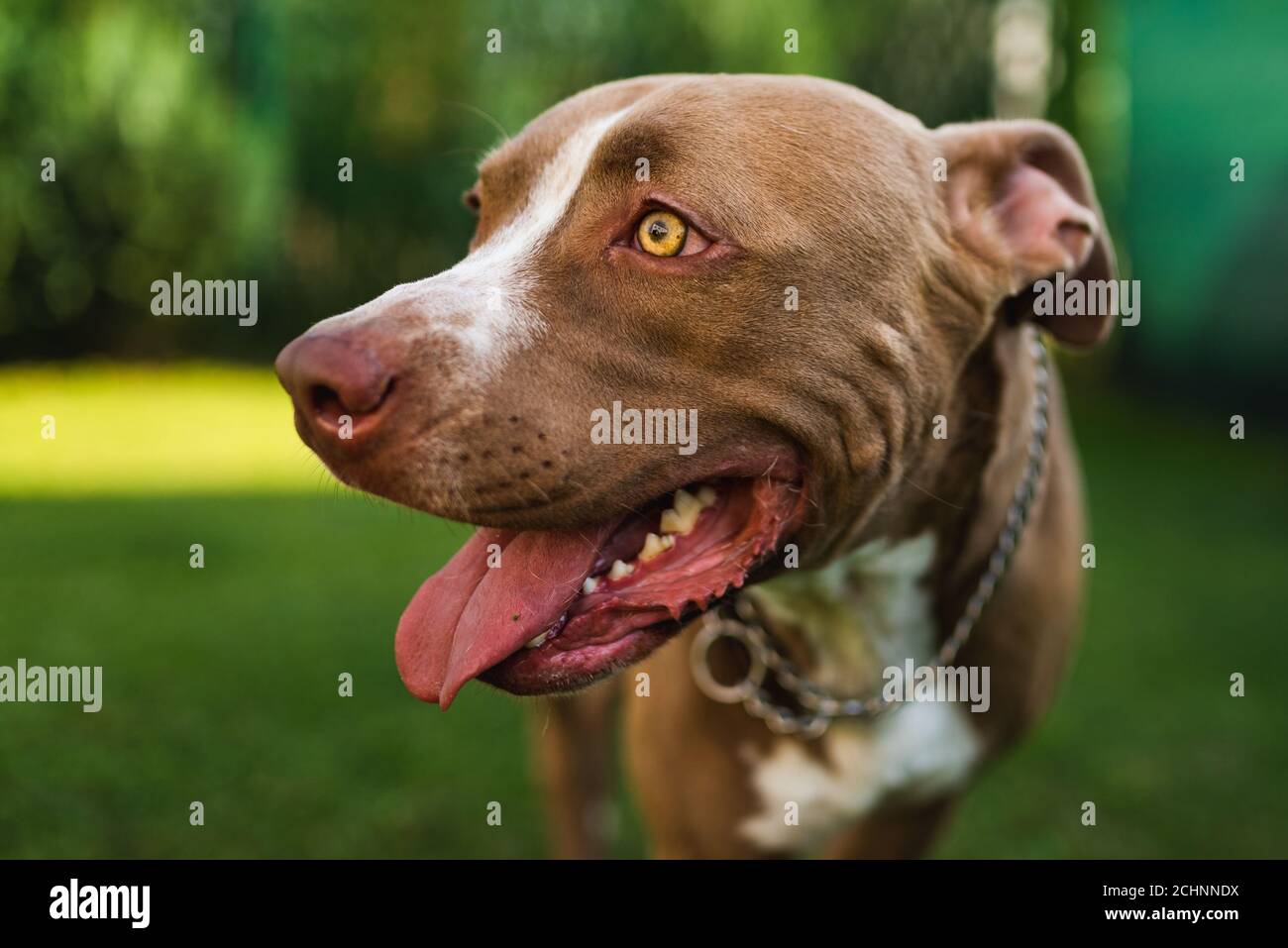 Closeup di giovane testa di cane Amstaff su sfondo verde in giardino d'estate. Foto Stock