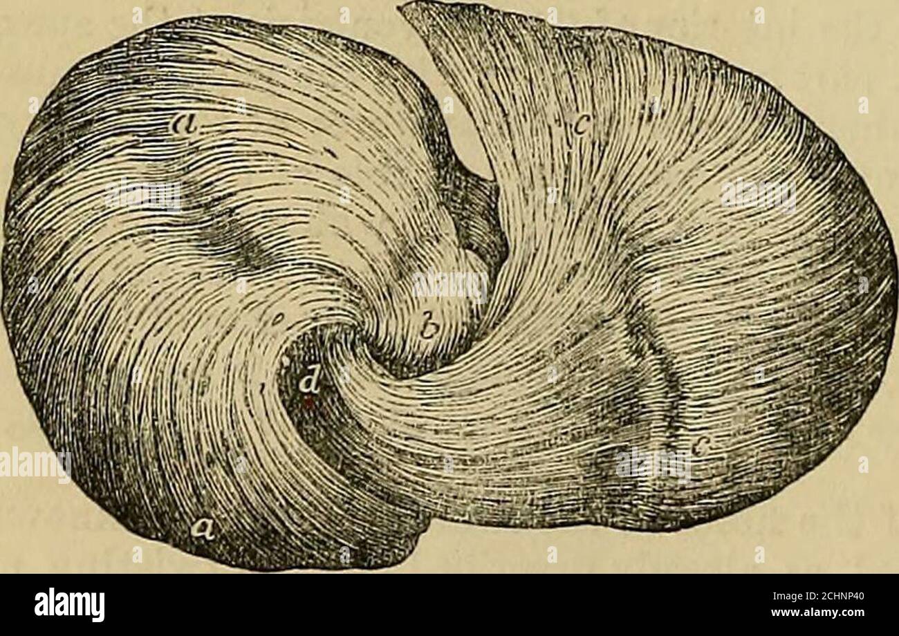 . Gli elementi anatomici di Quain. Er parte dello spessore della parete del ventricolo sinistro è costituito da fibre che sono attaccate sopra, come quelle appena descritte, alla base fibrosa. Da lì passano obliquamente verso il basso nella parte posteriore e verso sinistra e più direttamente verso il basso nella parete anteriore verso le scimmie. Ma la Fig. 434. Fig. 434.-View op the fibers of TUBE sheeps heart, DISSECTEDAT THE APEX TO SHOW THE VORTEX (Pettigrew). A, a, fibers enting the apex pos-teriorly at h; c, c, fibbs inentering the apex anteria at d. prima di raggiungere questo sono in-clined, specialmente Foto Stock
