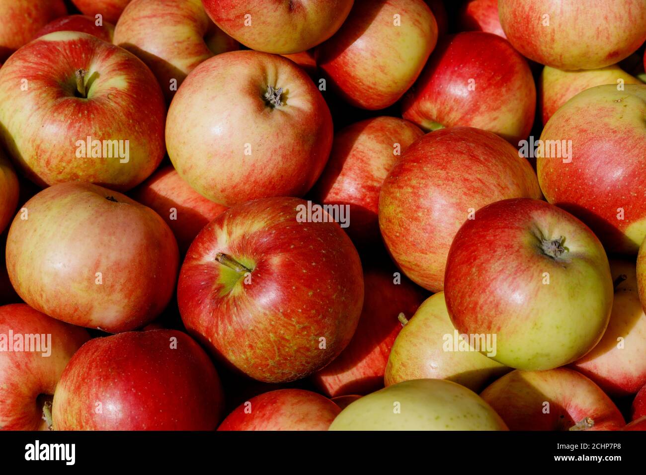 Naturale biologico Apple sfondo fresco e sano concetto di consumo. Foto Stock