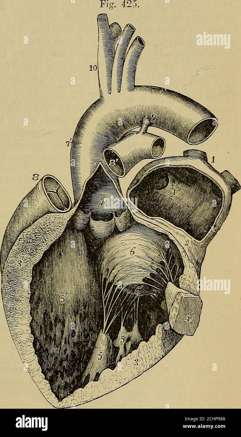 valvola semilunare polmonare